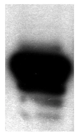 Western blot of anti-NORE1 performed from 50 ug of 293T cell lysates overexpressed with NORE1. Primary antibody anti-NORE1 (dilution 1/1,000) was incubated ON at 4 degree C. Second rabbit HRP antibody was incubated 1 hour at RT followed by ECL detection.