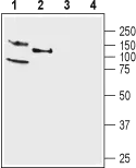 WB analysis of rat (lanes 1 and 3) and mouse (lanes 2 and 4) ?brain membrane lysates using GTX16778 KCNQ4 antibody preincubated with or without immunogen peptide. Dilution : 1:200
