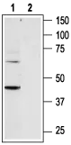 Anti-P2Y6_Receptor - Western blot analysis of rat heart membranes: 1. Anti-P2Y6 Receptor antibody,(1:200). 2. Anti-P2Y6 Receptor,preincubated with the control peptide antigen.