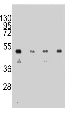 WB analysis of HA-tag recombinant protein using GTX16918 HA tag antibody [12CA5].