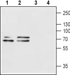 WB analysis of rat brain (lanes 1 and 3) and mouse brain (lanes 2 and 4) lysates using GTX16925 P2X1 antibody preincubated with or without immunogen peptide. Dilution : 1:200