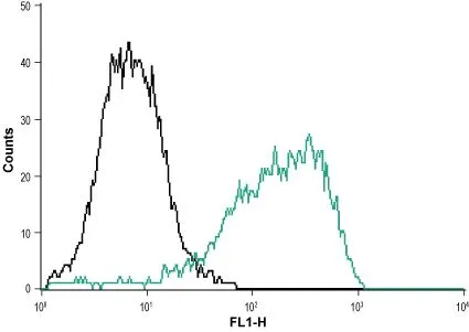 FACS analysis of MEG-O1 cells using GTX16925 P2X1 antibody. Black : Unstained cell Green : Cell staining with primary antibody Antibody amount : 10 microg antibody / 1 x 10? ?cells