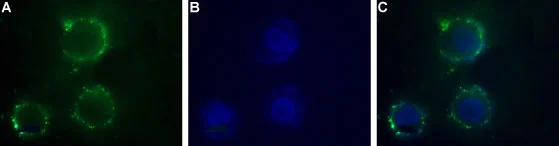 Live cell imaging analysis of SH-SY5Y cells using GTX16925 P2X1 antibody. Panel A : Primary antibody (red) Panel B : DAPI for nuclear staining (blue) Panel C : Merged images of Panel A and B Dilution : 1:50