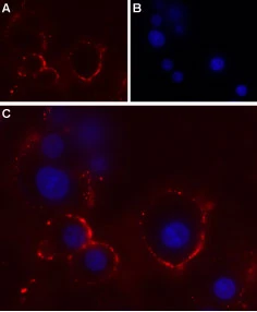 Live cell imaging analysis of intact living PC12 cells using GTX16929 P2X4 antibody. Panel A : Primary antibody (red) Panel B : DAPI for nuclear staining (blue) Panel C : Merged images of Panel A and B Dilution : 1:50
