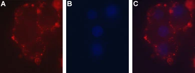 Live cell imaging analysis of intact living PC12 cells using GTX16933 P2X2 antibody. Panel A : Primary antibody (red) Panel B : DAPI for nuclear staining (blue) Panel C : Merged images of Panel A and B Dilution : 1:50