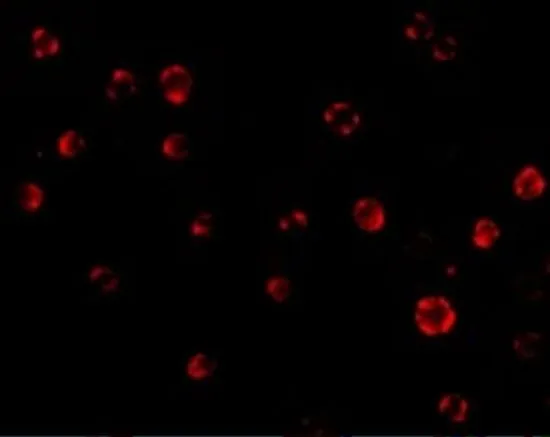 ICC/IF analysis of HeLa cells using GTX16982 AES antibody. Working concentration : 20 microg/ml