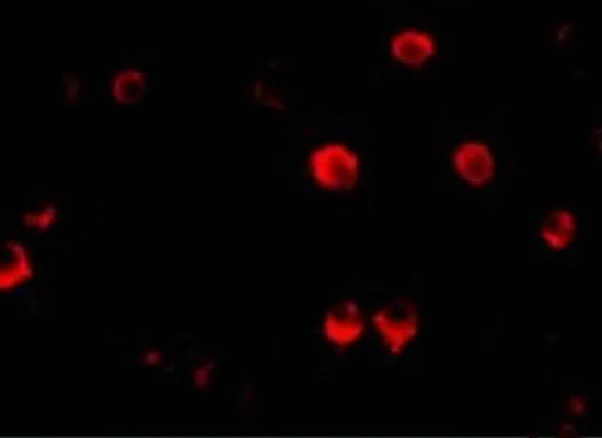 ICC/IF analysis of 293 cells using GTX16983 AES antibody. Working concentration : 20 ug/ml