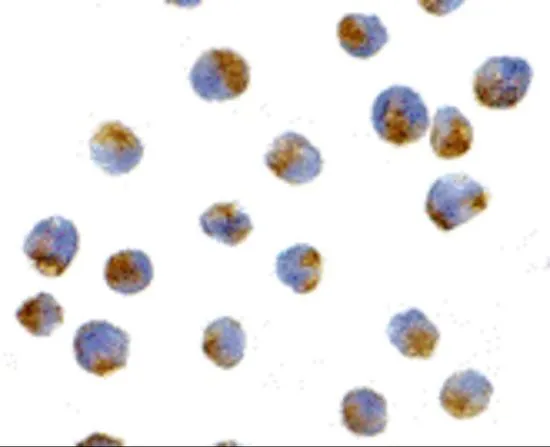 ICC/IF analysis of L1210 cells using GTX16985 ATG7 antibody. Working concentration : 10 ug/ml