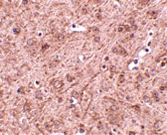 IHC-P analysis of mouse brain tissue using GTX17028 LASS6 antibody. Working concentration : 2.5 microg/ml