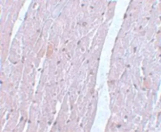 IHC-P analysis of mouse heart tissue using GTX17067 Apc10 antibody. Working concentration : 5 microg/ml