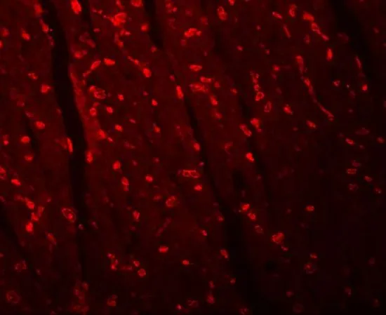 IHC-P analysis of mouse heart tissue using GTX17067 Apc10 antibody. Working concentration : 20 microg/ml