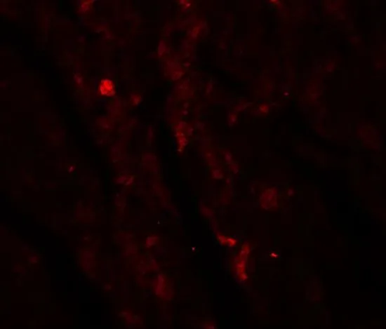 IHC-P analysis of mouse heart tissue using GTX17090 IDH2 antibody. Working concentration : 20 microg/ml