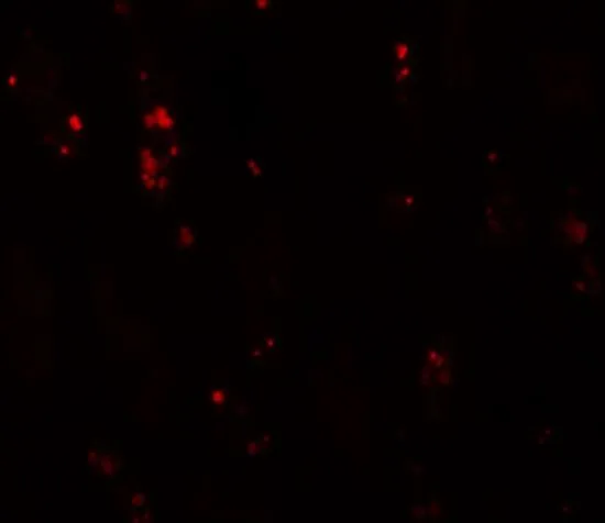 IHC-P analysis of human kidney tissue using GTX17092 BANP antibody. Working concentration : 20 microg/ml