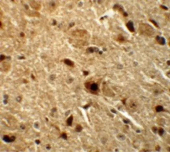 IHC-P analysis of mouse brain tissue using GTX17098 Nkx3.2 antibody. Working concentration : 5 microg/ml