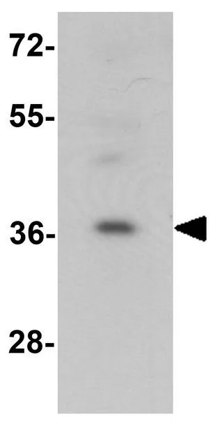 WB analysis of 293 cell lysate using GTX17157 RASSF6 antibody. Working concentration : 1 ug/ml