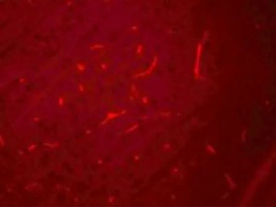 IHC-P analysis of rat brain tissue using GTX17162 SIK3 antibody. Working concentration : 20 microg/ml