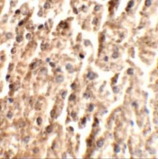 IHC-P analysis of mouse liver tissue using GTX17167 Angiopoietin 2 antibody. Working concentration : 2.5 microg/ml