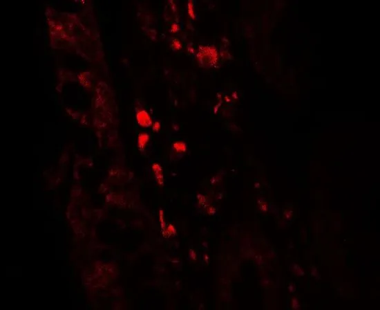 IHC-P analysis of human small intestine tissue using GTX17212 GLIPR1 antibody. Working concentration : 5 microg/ml