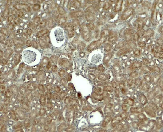 IHC-P analysis of mouse kidney tissue using GTX17227 RHOG antibody. Working concentration : 5 microg/ml