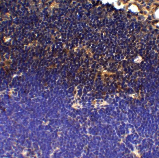 IHC-P analysis of mouse thymus tissue using GTX17273 PD1 antibody [12A7D7]. Working concentration : 5 microg/ml