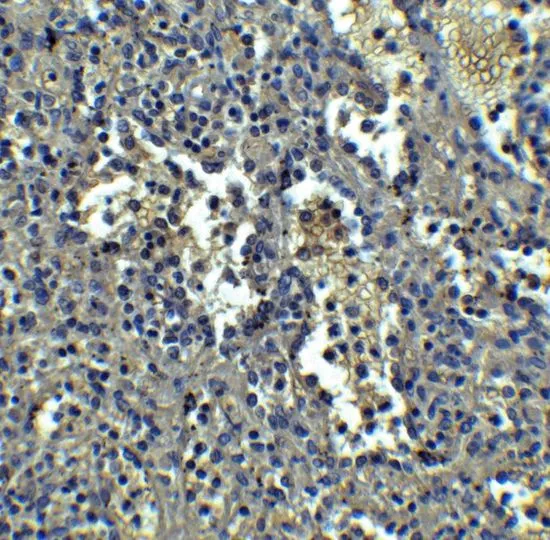 IHC-P analysis of human spleen tissue using GTX17287 Orai1 antibody [3F6H5]. Working concentration : 5 microg/ml