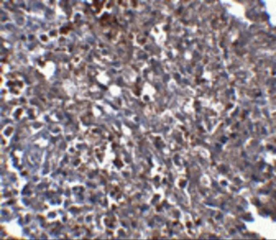 IHC-P analysis of human spleen tissue using GTX17289 Orai1 antibody [6D11A11]. Working concentration : 2.5 microg/ml