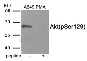 WB analysis of extracts from A549 cells treated with PMA using GTX17347 AKT1 (phospho Ser129) antibody. Left : Primary antibody Right : Primary antibody pre-incubated with the antigen specific peptide