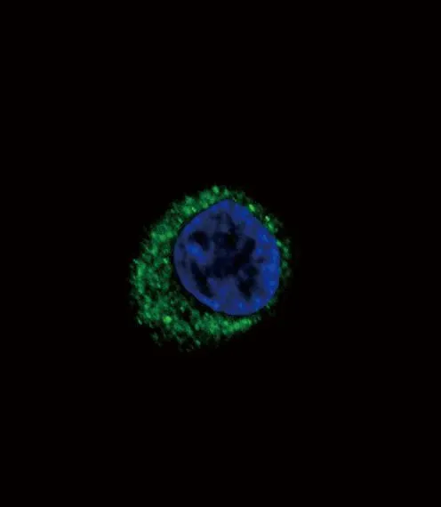 WB analysis of CEM cell lysate (35ug/lane) using GTX17405 Endothelin A Receptor antibody.