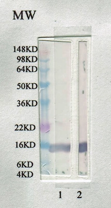 Western blot analysis of rat leptin with 1) GTX17629 rabbit anti rat leptin at 1:2000 and 2) GTX17531 chicken anti rat leptin at 1:2000