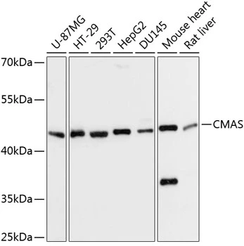 WB analysis of various sample lysates using GTX17569 CMAS antibody. Dilution : 1:3000 Loading : 25microg per lane WB analysis of various sample lysates using GTX17569 CMAS antibody. Dilution : 1:3000 Loading : 25microg per lane