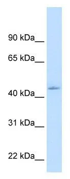 WB analysis of human liver tissue lysate using GTX17598 NR1I3 antibody. Dilution: 1.25ug/ml WB analysis of human liver tissue lysate using GTX17598 NR1I3 antibody. Dilution: 1.25ug/ml
