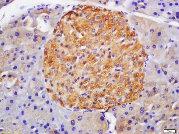 IHC-P analysis of mouse pancreas tissue using GTX17604 GLP1R antibody. Dilution : 1:200