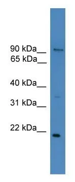 WB analysis of THP-1 cell lysate using GTX17624 FOXM1 antibody. Dilution : 1 microg/ml