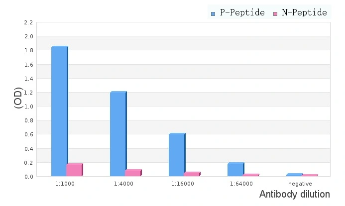 ELISA analysis of P (phospho-) and N (non phosho-) immunogen peptide using GTX17677 HSP27 (phospho Ser82) antibody. Peptides concentration: 1microg/ml ELISA analysis of P (phospho-) and N (non phosho-) immunogen peptide using GTX17677 HSP27 (phospho Ser82) antibody. Peptides concentration: 1microg/ml