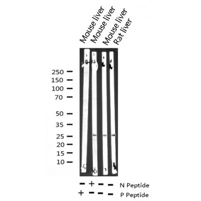 WB analysis of various samples with P (phospho-) and N (non phospho-) peptide using GTX17677 HSP27 (phospho Ser82) antibody.