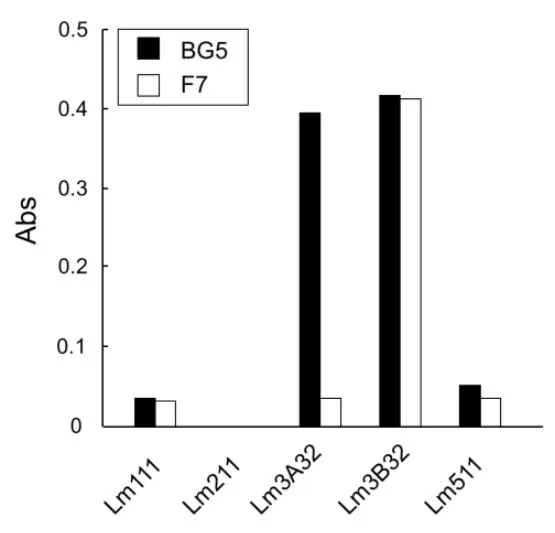 ELISA anaiysis of five recombinant human laminins using GTX17684 Laminin alpha 3B antibody [F7] and GTX17685 Laminin alpha 3A antibody [BG5]. Clone F7 specifically detects Lm3B32 isoform.