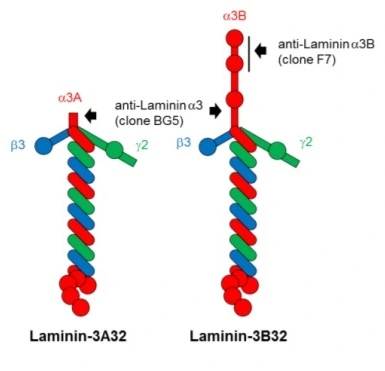 Protein structure of laminin-332s and binding sites of antibodies