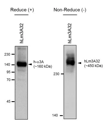 WB analysis of recombinant human intact laminin 3A32 protein (containing alpha 3A, Beta 3, gamma 2 chains) using GTX17685 Laminin alpha 3A antibody [BG5]. Dilution : 1:10000 Reduced condition : 7% gel Non-reduced condition : 5% gel