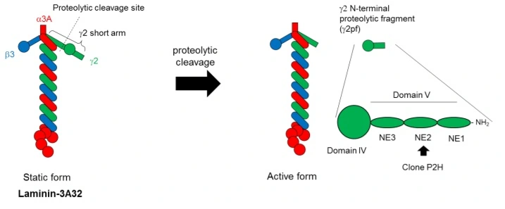 Protein structure of laminin-3A32s and cleavage site/N-terminal fragment of gamma 2 chain