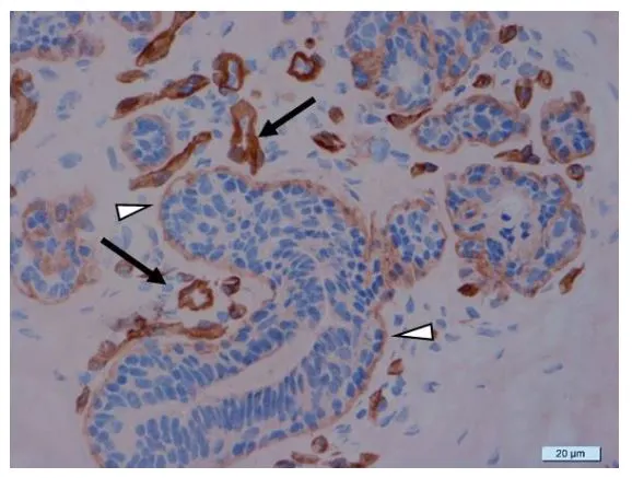 IHC-Fr analysis of normal mammary gland using GTX17688 Laminin 511 antibody [12D].<br>Black arrows : Vascular basement membrane<br>White arrowheads : Mammary gland basement membrane