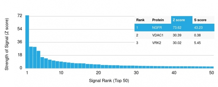 Analysis of Protein Array containing more than 19,000 full-length human proteins using NGFR Rabbit Recombinant Monoclonal Antibody (NGFR/1997R). Z- and S- Score: The Z-score represents the strength of a signal that a monoclonal antibody produces when binding to a particular protein on the HuProtTM array. Z-scores are described in units of standard deviations (SDs) above the mean value of all signals generated on that array. If targets on HuProtTM are arranged in descending order of the Z-score, the S-score is the difference (also in units of SDs) between the Z-score. S-score therefore represents the relative target specificity of a Monoclonal Antibody to its intended target. A Monoclonal Antibody is considered to specific to its intended target if the Monoclonal Antibody has an S-score of at least 2.5. For example, if a Monoclonal Antibody binds to protein X with a Z-score of 43 and to protein Y with a Z-score of 14, then the S-score for the binding of that Monoclonal Antibody to protein X is equal to 29.
