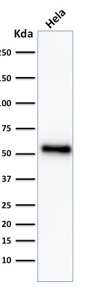 WB analysis of HeLa cell lysate using GTX17698 p53 antibody [TP53/2092R].