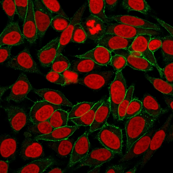 ICC/IF analysis of HeLa cells using GTX17706 beta Catenin antibody [CTNNB1/2030R]. Green : Primary antibody Red : nucleus