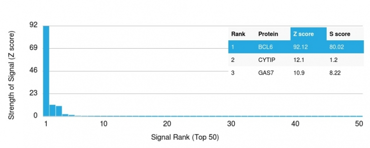 Analysis of Protein Array containing more than 19,000 full-length human proteins using Bcl-6 Rabbit Monoclonal Antibody (BCL6/1951R). Z- and S- Score: The Z-score represents the strength of a signal that a monoclonal antibody produces when binding to a particular protein on the HuProtTM array. Z-scores are described in units of standard deviations (SDs) above the mean value of all signals generated on that array. If targets on HuProtTM are arranged in descending order of the Z-score, the S-score is the difference (also in units of SDs) between the Z-score. S-score therefore represents the relative target specificity of a Monoclonal Antibody to its intended target. A Monoclonal Antibody is considered to specific to its intended target if the Monoclonal Antibody has an S-score of at least 2.5. For example, if a Monoclonal Antibody binds to protein X with a Z-score of 43 and to protein Y with a Z-score of 14, then the S-score for the binding of that Monoclonal Antibody to protein X is equal to 29.