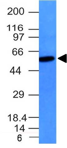 WB analysis of Raji cell lysate using GTX17723 Vimentin antibody [VM452].