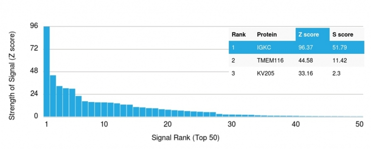 Analysis of Protein Array containing more than 19,000 full-length human proteins using Kappa Light Chain Mouse Recombinant Monoclonal Antibody (rL1C1). Z- and S- Score: The Z-score represents the strength of a signal that a monoclonal antibody produces when binding to a particular protein on the HuProtTM array. Z-scores are described in units of standard deviations (SDs) above the mean value of all signals generated on that array. If targets on HuProtTM are arranged in descending order of the Z-score, the S-score is the difference (also in units of SDs) between the Z-score. S-score therefore represents the relative target specificity of a Monoclonal Antibody to its intended target. A Monoclonal Antibody is considered to specific to its intended target if the Monoclonal Antibody has an S-score of at least 2.5. For example, if a Monoclonal Antibody binds to protein X with a Z-score of 43 and to protein Y with a Z-score of 14, then the S-score for the binding of that Monoclonal Antibody to protein X is equal to 29.