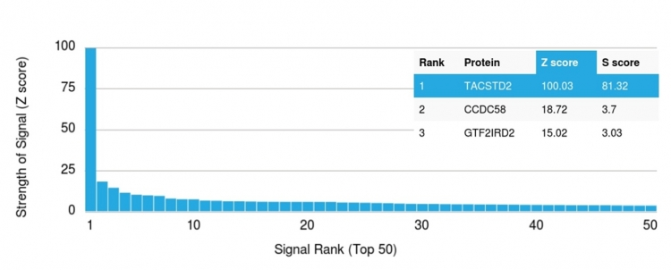 Analysis of Protein Array containing more than 19,000 full-length human proteins using TACSTD2-Monospecific Mouse Monoclonal Antibody (TACSTD2/2153). Z- and S- Score: The Z-score represents the strength of a signal that a monoclonal antibody produces when binding to a particular protein on the HuProtTM array. Z-scores are described in units of standard deviations (SDs) above the mean value of all signals generated on that array. If targets on HuProtTM are arranged in descending order of the Z-score, the S-score is the difference (also in units of SDs) between the Z-score. S-score therefore represents the relative target specificity of a Monoclonal Antibody to its intended target. A Monoclonal Antibody is considered to specific to its intended target if the Monoclonal Antibody has an S-score of at least 2.5. For example, if a Monoclonal Antibody binds to protein X with a Z-score of 43 and to protein Y with a Z-score of 14, then the S-score for the binding of that Monoclonal Antibody to protein X is equal to 29.