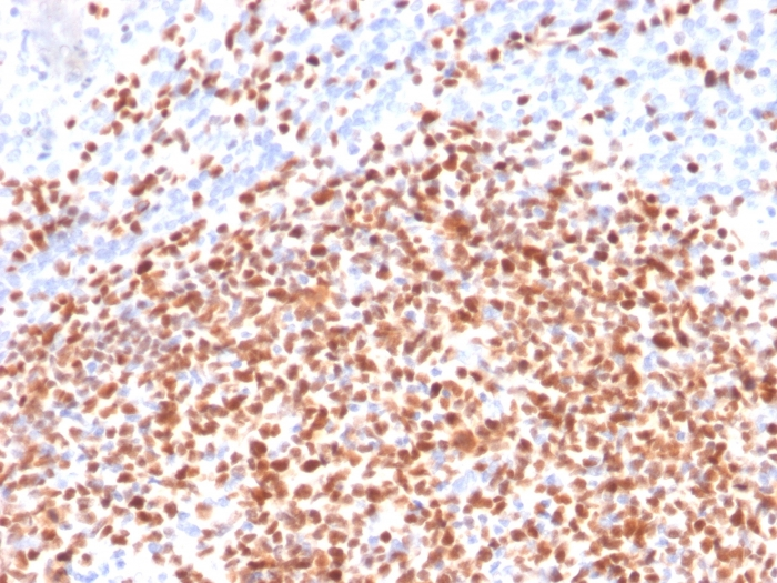 IHC-P analysis of human lymph node tissue using GTX17727 OCT2 antibody [OCT2/2137].