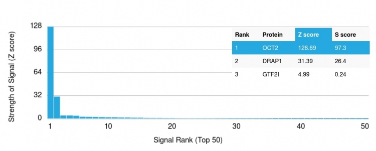 Analysis of Protein Array containing more than 19,000 full-length human proteins using Oct-2 Mouse Monoclonal Antibody (OCT2/2137). Z- and S- Score: The Z-score represents the strength of a signal that a monoclonal antibody produces when binding to a particular protein on the HuProtTM array. Z-scores are described in units of standard deviations (SDs) above the mean value of all signals generated on that array. If targets on HuProtTM are arranged in descending order of the Z-score, the S-score is the difference (also in units of SDs) between the Z-score. S-score therefore represents the relative target specificity of a Monoclonal Antibody to its intended target. A Monoclonal Antibody is considered to specific to its intended target if the Monoclonal Antibody has an S-score of at least 2.5. For example, if a Monoclonal Antibody binds to protein X with a Z-score of 43 and to protein Y with a Z-score of 14, then the S-score for the binding of that Monoclonal Antibody to protein X is equal to 29.