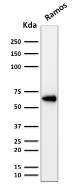 WB analysis of Ramos cell lysate using GTX17727 OCT2 antibody [OCT2/2137].